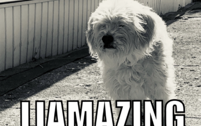 LIAMAZING_BEATS