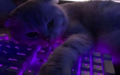 Yvngxkilla